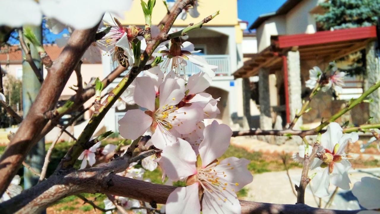 Apartmani Mala Sirena Maslenica Ngoại thất bức ảnh